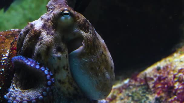 Close Octopus Head Resting Sea Ground — Stock Video