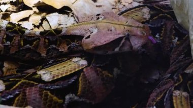 Gaboon Viper 'ın yılan başı yavaşça hareket ediyor. 