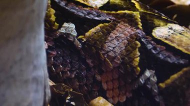 Gaboon Viper 'ın yılan vücudunu kapatın..