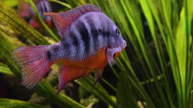 Suyun altında yüzen cichlid balıklarını kapatın.