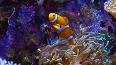 Deniz şakayığını kapat ve palyaço balığı şakayığın üzerine taşsın..