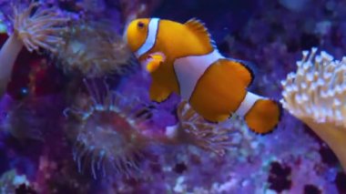 Deniz şakayığını kapat ve palyaço balığı şakayığın üzerine taşsın..