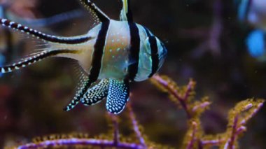 Banggai kardinallerinin kapanışı diğer karton balıklarının yüzüşü gibi suda yüzüyor.