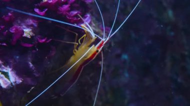 Pasifik karidesinin geniş açılı görüntüsü bir kayaya tutunuyor.