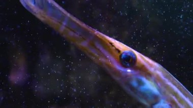 Trompet balıklarının kameraları kafaları boyunca takip ediyor..