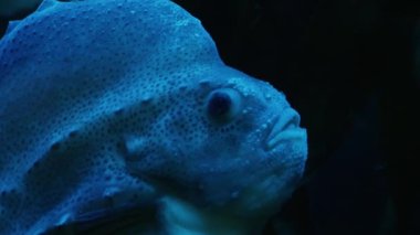 Yan taraftan Lumpsucker balığına yaklaş.