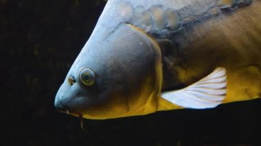 Yüzen sazan başlarını kapatın. 