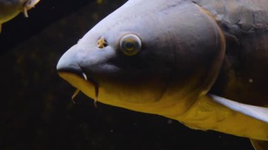 Suyun altında yüzen iki sazan balığının kafalarını kapatın.