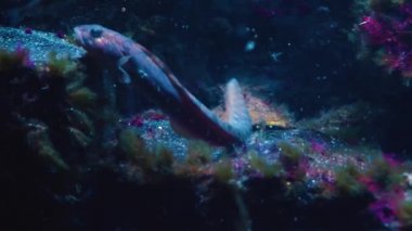 Yosun üzerinde dinlenen Kelebek Balığı 'na yaklaş..