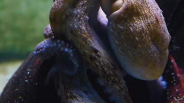 Deniz zemininde dinlenen ahtapotun başını kapat.. 