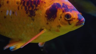 Siyah ve turuncu sazan balığının başını kapatması gibi