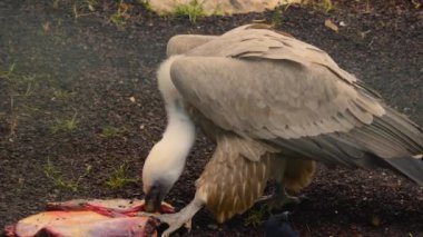 Akbabaların bir parça et yemesine ve çekmesine yakın..