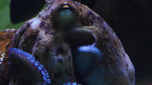 Zbliżenie Głowy Ośmiornicy Spoczywającej Dnie Morza — Wideo stockowe