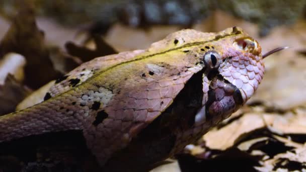 Blízký Záběr Hadí Hlavy Gaboon Viper Pomalu Pohybuje — Stock video