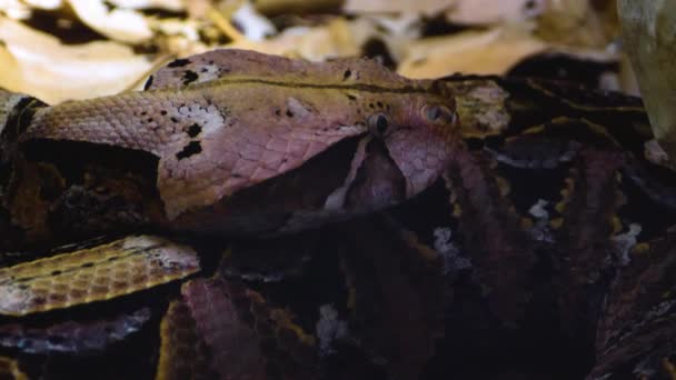 Primo Piano Della Testa Serpente Gaboon Viper Che Muove Lentamente — Video Stock