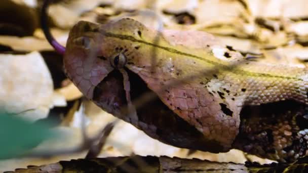 Primer Plano Cabeza Serpiente Gaboon Viper Moviéndose Lentamente — Vídeos de Stock