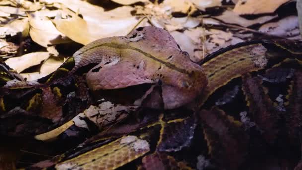 Primer Plano Cabeza Serpiente Gaboon Viper Moviéndose Lentamente — Vídeos de Stock