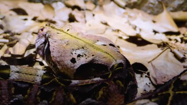 Close Gaboon Viper Snake Head Moving Slowly — Stock Video