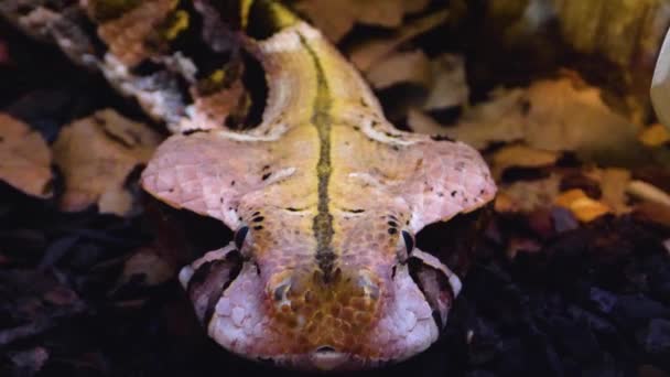 Primer Plano Cabeza Serpiente Gaboon Viper Moviéndose Lentamente — Vídeos de Stock