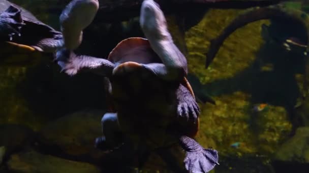 Nahaufnahme Einer Unter Wasser Schwimmenden Schlangenhalsschildkröte — Stockvideo