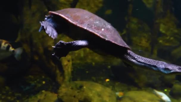 Nahaufnahme Einer Unter Wasser Schwimmenden Schlangenhalsschildkröte — Stockvideo
