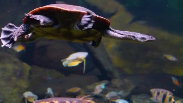 Primer Plano Tortuga Cuello Serpiente Nadando Bajo Agua — Vídeo de stock