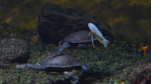 Sluiten Van Snake Neck Turtle Zwemmen Onder Water — Stockvideo