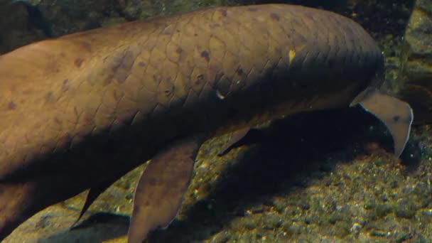 Κλείστε Queensland Lungfish Αυστραλία Στο Θαλάσσιο Έδαφος — Αρχείο Βίντεο