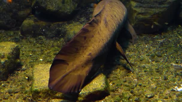 Zamknąć Queensland Lungfish Australia Lądzie Morskim — Wideo stockowe