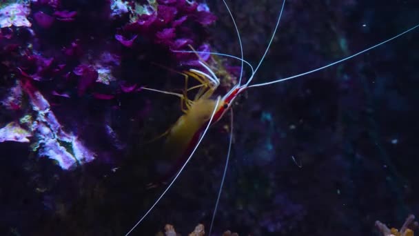 太平洋清洁虾紧紧抓住岩石的宽镜头 — 图库视频影像