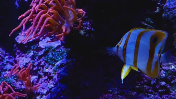Branco Amarelo Listrado Tropical Cobre Butterflyfish Natação Lado Algum Anêmona — Vídeo de Stock