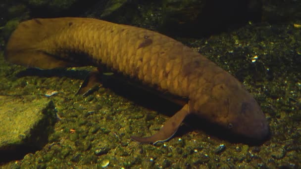 Queensland Lungenfisch Australien Auf Dem Meeresboden — Stockvideo