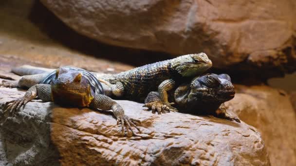 Three Lizards Resting Each Other — Stock Video
