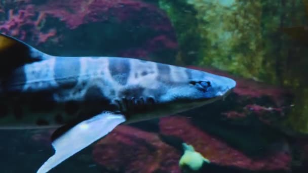 Крупный План Плавания Леопардовой Акулы Рядом Камерой Отслеживает — стоковое видео