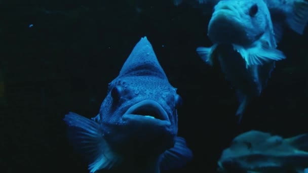 Närbild Lumpsucker Fisk Framifrån — Stockvideo