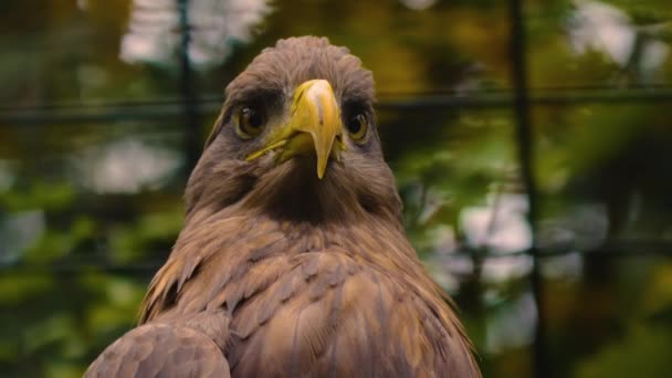 Aproape Capul Vultur Auriu Privind Spre Dreapta Întorcându Capul — Videoclip de stoc