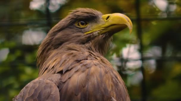 Acercamiento Cabeza Águila Dorada Mirando Derecha Girando Cabeza — Vídeos de Stock