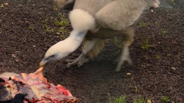 Akbabaların Bir Parça Yemesine Çekmesine Yakın — Stok video