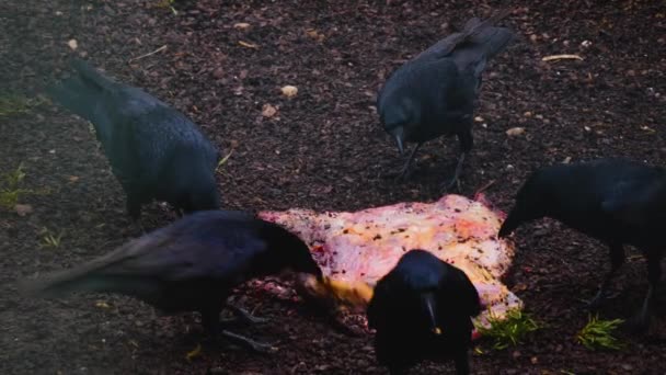 Björkfåglar Korp Kråkor Som Rensar Kött — Stockvideo