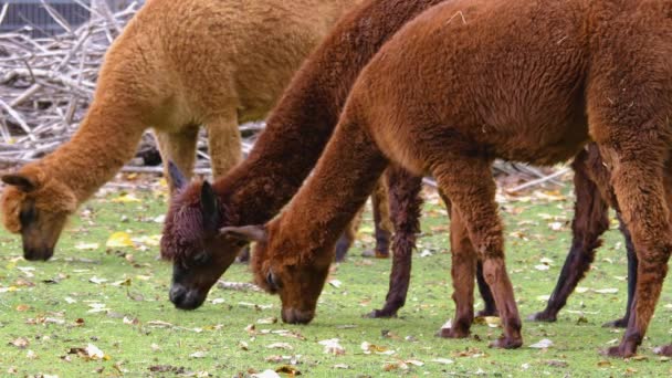 Avvicinamento Tre Alpaca — Video Stock