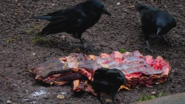 Blackbirds Raven Crows Scavenging Meat — Stock Video