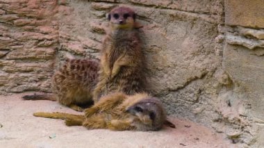 Etrafa bakan bir mirkete yaklaş