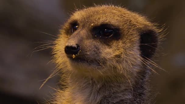 Close Van Meerkats Woestijn Aan Het Spelen Rondkijken — Stockvideo