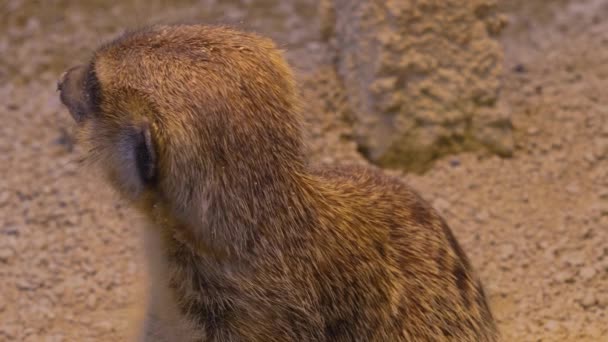 Close Van Meerkats Woestijn Aan Het Spelen Rondkijken — Stockvideo