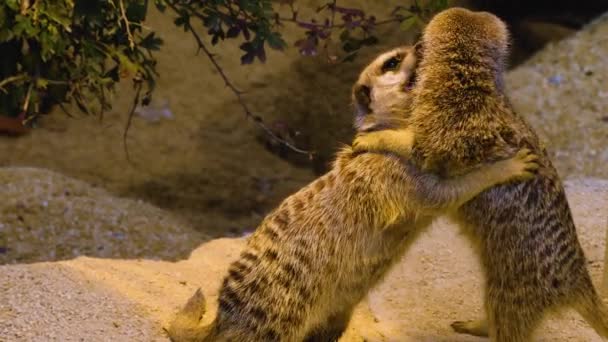 Close Van Meerkats Woestijn Aan Het Spelen Rondkijken — Stockvideo