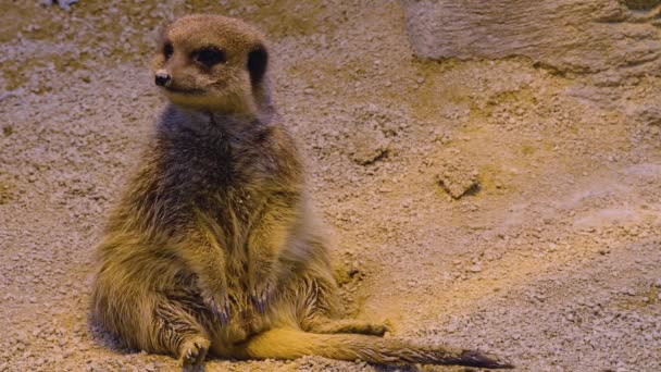 Primer Plano Meerkats Desierto Jugando Mirando Alrededor — Vídeo de stock