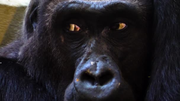 Großaufnahme Von Gorillagesicht Das Sich Umschaut — Stockvideo