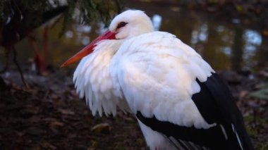  Sonbaharda beyaz leylekleri kapatın.
