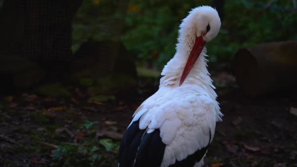 Primo Piano Della Cicogna Bianca Autunno — Video Stock