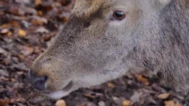 Sonbaharda, güneşli bir günde ormanda fındık yiyen kızıl geyiklere yakın..